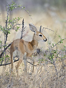 Steenbokantilope, Steenbok, Raphicerus campestris