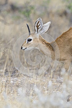 Steenbokantilope, Steenbok, Raphicerus campestris