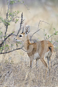 Steenbokantilope, Steenbok, Raphicerus campestris