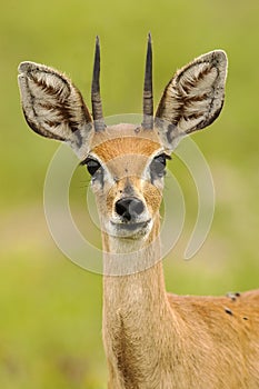 Steenbokantilope, Steenbok, Raphicerus campestris