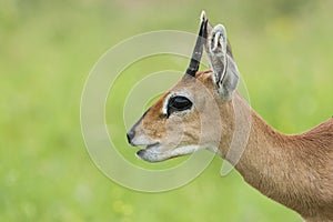 Steenbokantilope, Steenbok, Raphicerus campestris