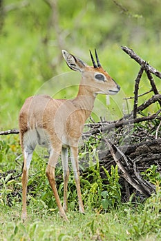 Steenbokantilope, Steenbok, Raphicerus campestris