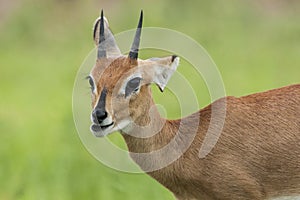 Steenbokantilope, Steenbok, Raphicerus campestris