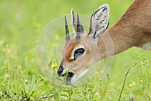 Steenbokantilope, Steenbok, Raphicerus campestris