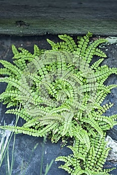 Steenbreekvaren, Maidenhair Spleenwort, Asplenium trichomanes photo