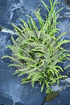 Steenbreekvaren, Maidenhair Spleenwort, Asplenium trichomanes photo