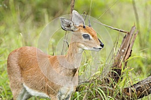 Steenbuck Antelope