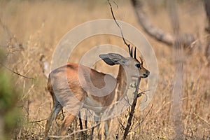 Steenbuck in the shade