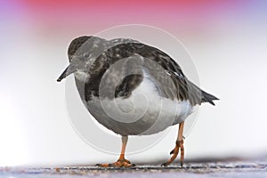 Steenloper, Ruddy Turnstone, Arenaria interpres