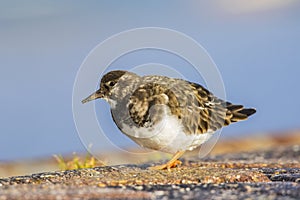 Steenloper, Ruddy Turnstone, Arenaria interpres