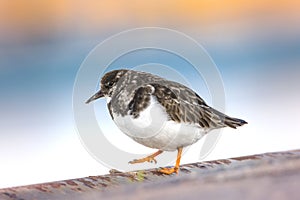 Steenloper, Ruddy Turnstone, Arenaria interpres