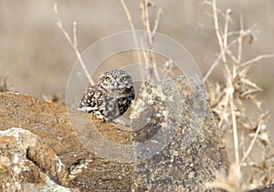 Steenuil,Little Owl, Athene noctua