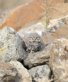 Steenuil,Little Owl, Athene noctua