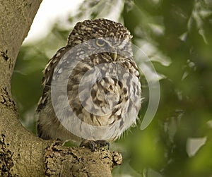 Steenuil, Little Owl, Athene noctua