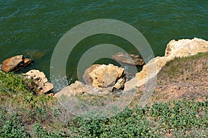 Steep clayey and shell rock shore overgrown with wild steppe vegetation on the island of Berezan, Ukraine