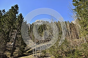 Steep cliffs of Alps behind the conifer forest close to KlÃÂ¶ntalersee lake photo
