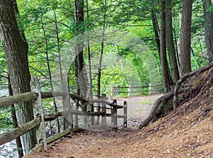 Steep dirt path and wooden fence through lush forest