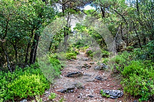 Steep forest path on Skopelos island