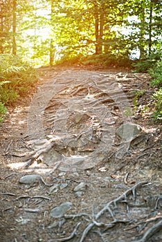 Steep forest trail with rocks and tree roots. Walks in wood park. Verrical frame