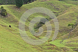 Steep green slopes of paddock