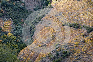 Steep hillside covered with colorful vineyards in the Ribeira Sacra photo
