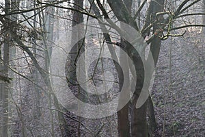 Scattered light in Winter