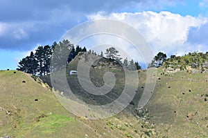 Steep paddock with black cows and wooden cabin