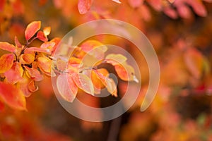 A steep planed tree with yellow castings and ripe autumn berries. Slow Motion