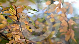 A steep planed tree with yellow castings and ripe autumn berries. Slow Motion