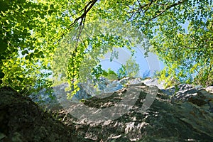Steep rock face and branches with green beech leaves, view from bottom up