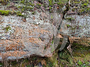 Steep sandstone cliff with greenery. Sandstone rock with green moss and fern. Natural rock formation