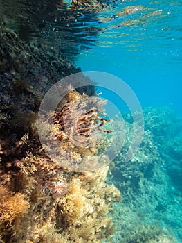 Steep sea shore with brown algae bushes