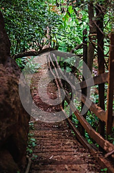 Steep steps down a path in a forest next to a rock