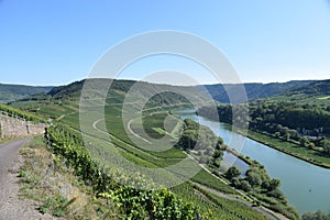 steep vineyards at the Mosel curve near Zell