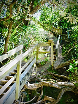 A steep wooden staircase helps visitors to descend safely to Cathedral Cove Beach. Vertical photo image.