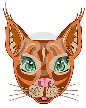 Steepe trot caracal on white background is insulated