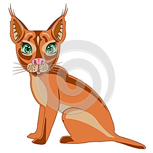 Steepe trot caracal on white background is insulated