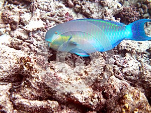 Steephead parrotfish nibbling at coral in Indian Ocean photo