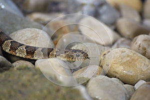 Steer Clear Of This Slithering Snake At The Beach