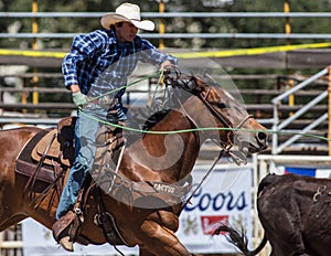 Steer Roping Time