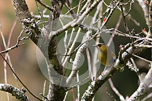 Steere's Liocichla