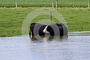 Steers cooling off in a farm pond on a hot summers day in rural Pennsylvania, USA.