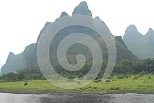 Steers and cows graze by mountain and river