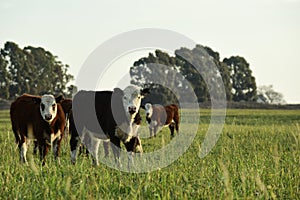 Steers fed on natural grass,