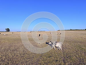 Steers fed with natural grass,