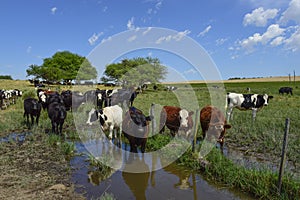 Steers fed with natural grass,