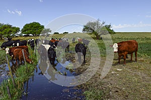 Steers fed with natural grass,