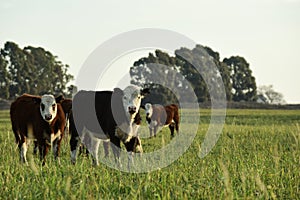Steers fed on natural grass, photo