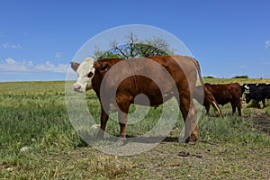 Steers fed on pasture,