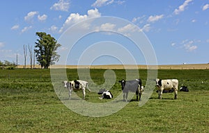 Steers fed on pasture,